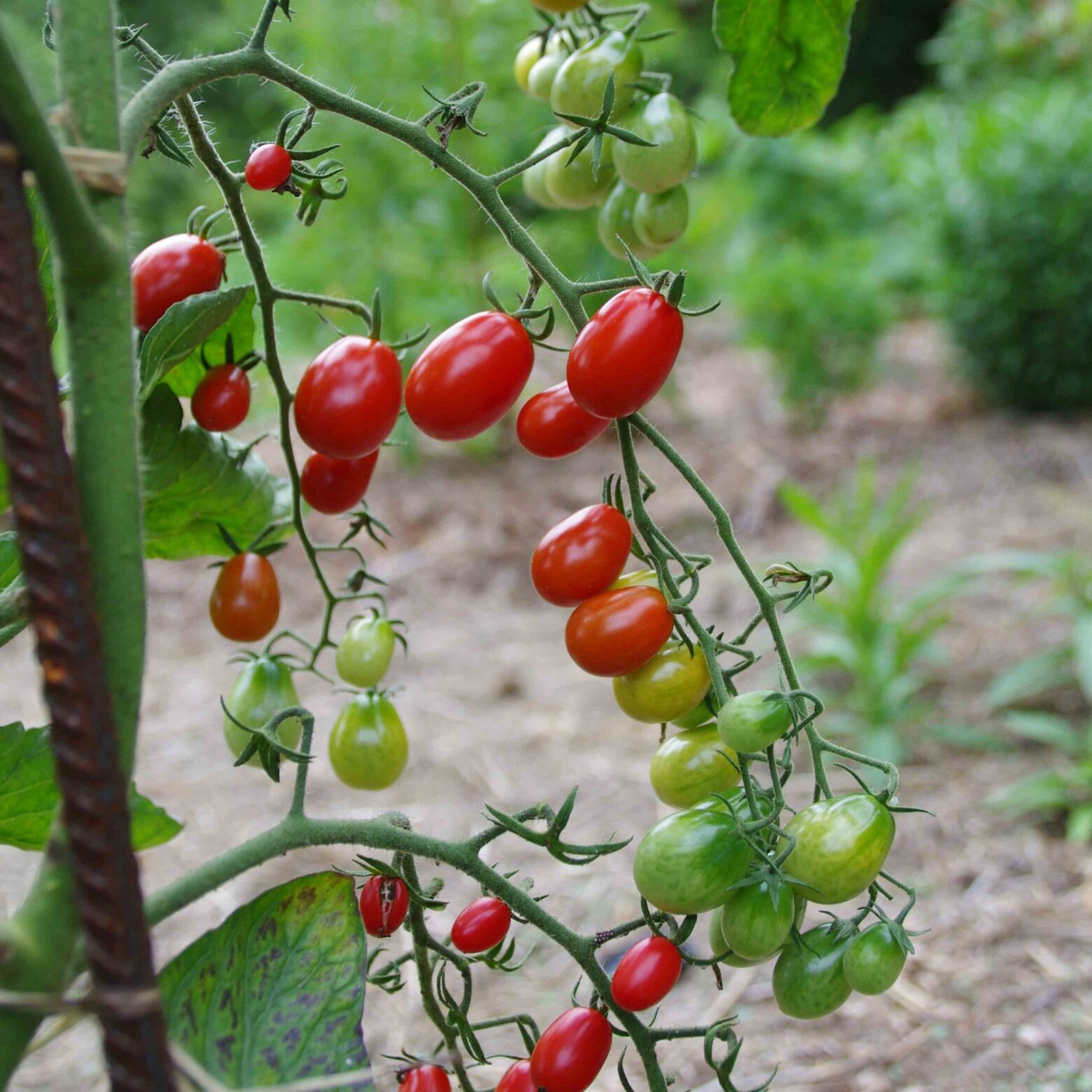 les-semences-de-l-ombelle-tomate-boulette-de-touraine-graines-bio image 2