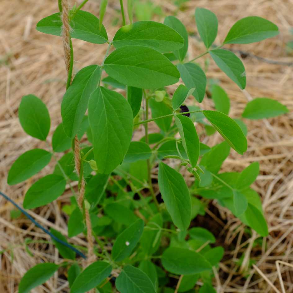 la-bo-te-graines-clitoria-ternatea-graines-fleurs-bleue-grimpante image 2