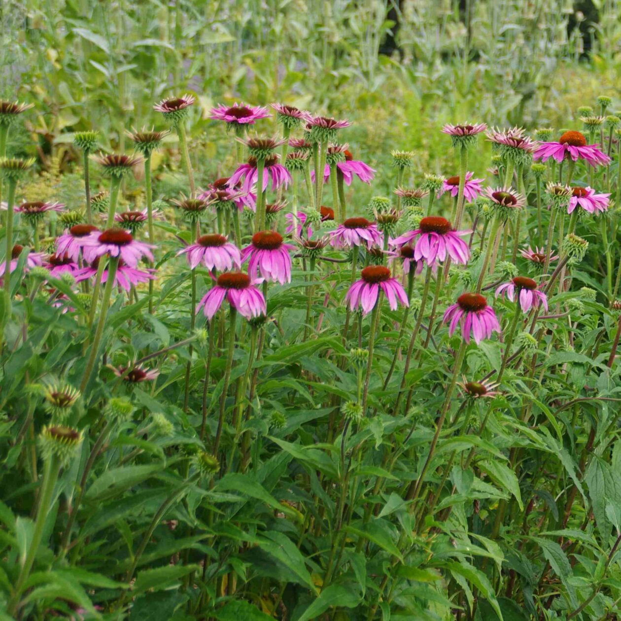 les-semences-de-l-ombelle-chinac-e-pourpre-graines-bio-vivace image 2