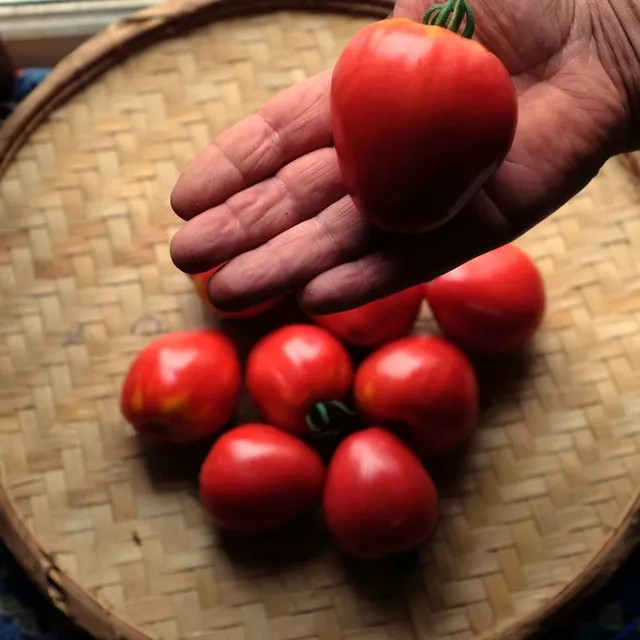 la-bo-te-graines-tomate-petite-coeur-de-boeuf-graines-bio-salade image 1