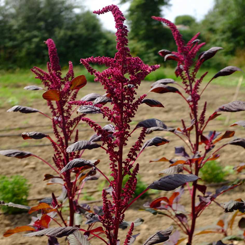 la-bo-te-graines-amarante-intense-purple-graines-bio image 2