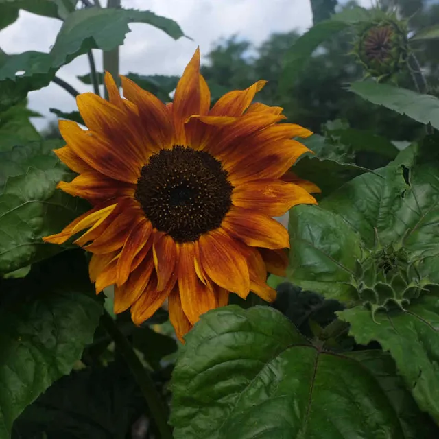 la-bo-te-graines-tournesol-beaut-d-automne-graines-bio-2-m image 1