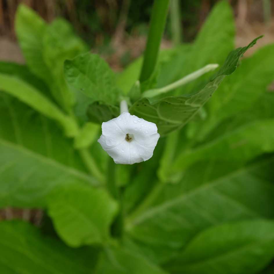la-bo-te-graines-graines-fleurs-tabac-sylvestre-bio-parfum image 3