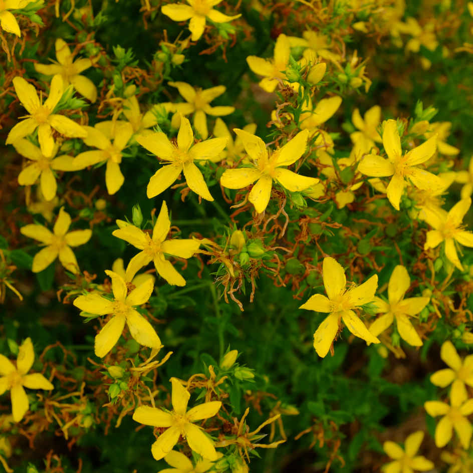 la-bo-te-graines-millepertuis-commun-graines-fleurs-bio-jaune image 1