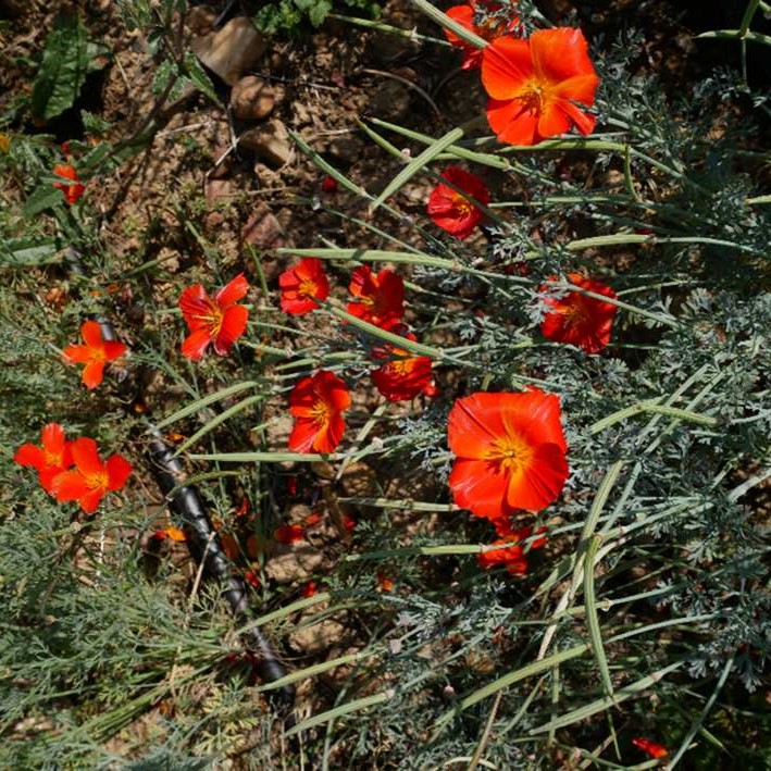 la-bo-te-graines-pavot-de-californie-orange-graines-bio image 2