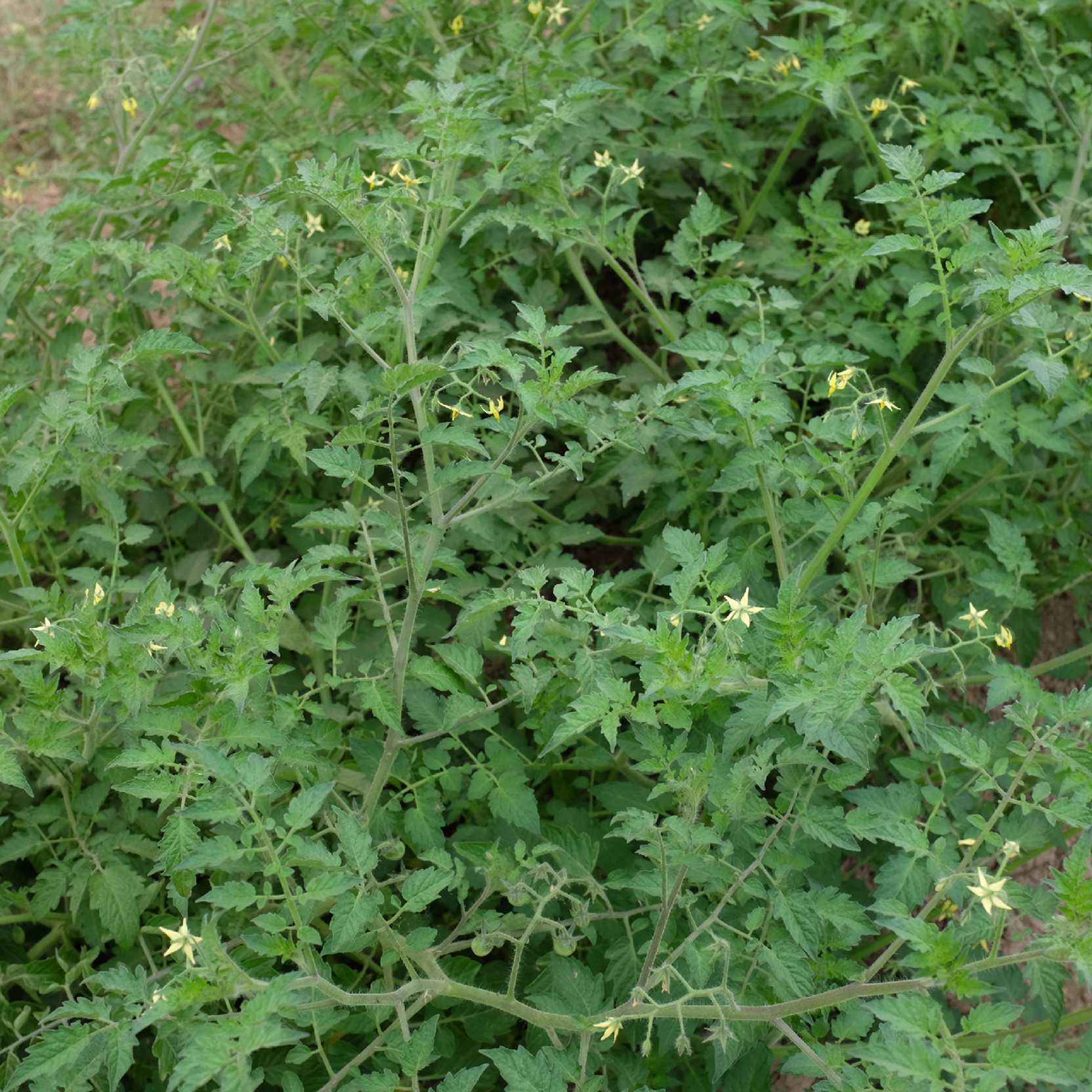 la-bo-te-graines-graines-l-gumes-white-currant-bio-pr-coce image 2
