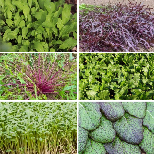 les-semences-de-l-ombelle-asiatique-bio-graines-de-mesclun-salade image 1
