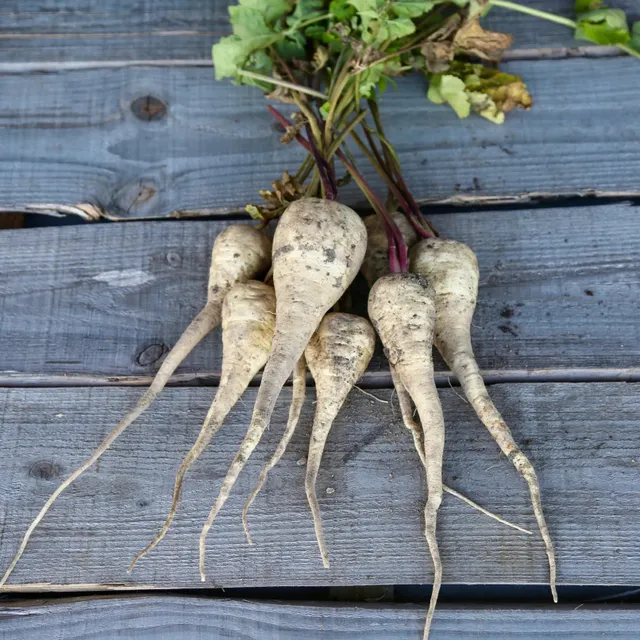 ferme-de-sainte-marthe-hablange-weisse-panais-graines-bio image 1