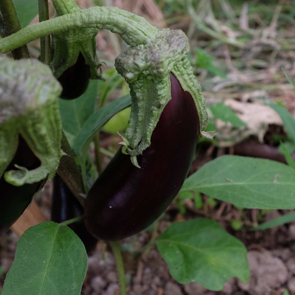 la-bo-te-graines-aubergine-de-barbentane-graines-bio-30-cm image 1