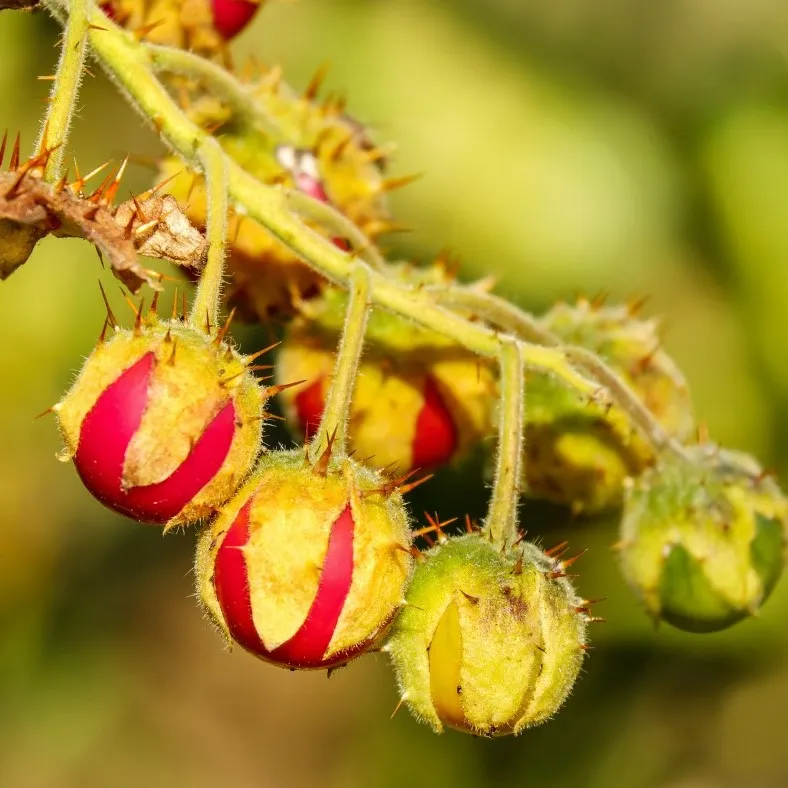la-bo-te-graines-morelle-de-balbis-bio-graines-l-gumes image 1