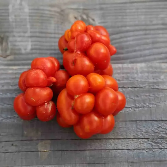 ferme-de-sainte-marthe-voyage-graines-tomate-bio-lobes-100g image 1
