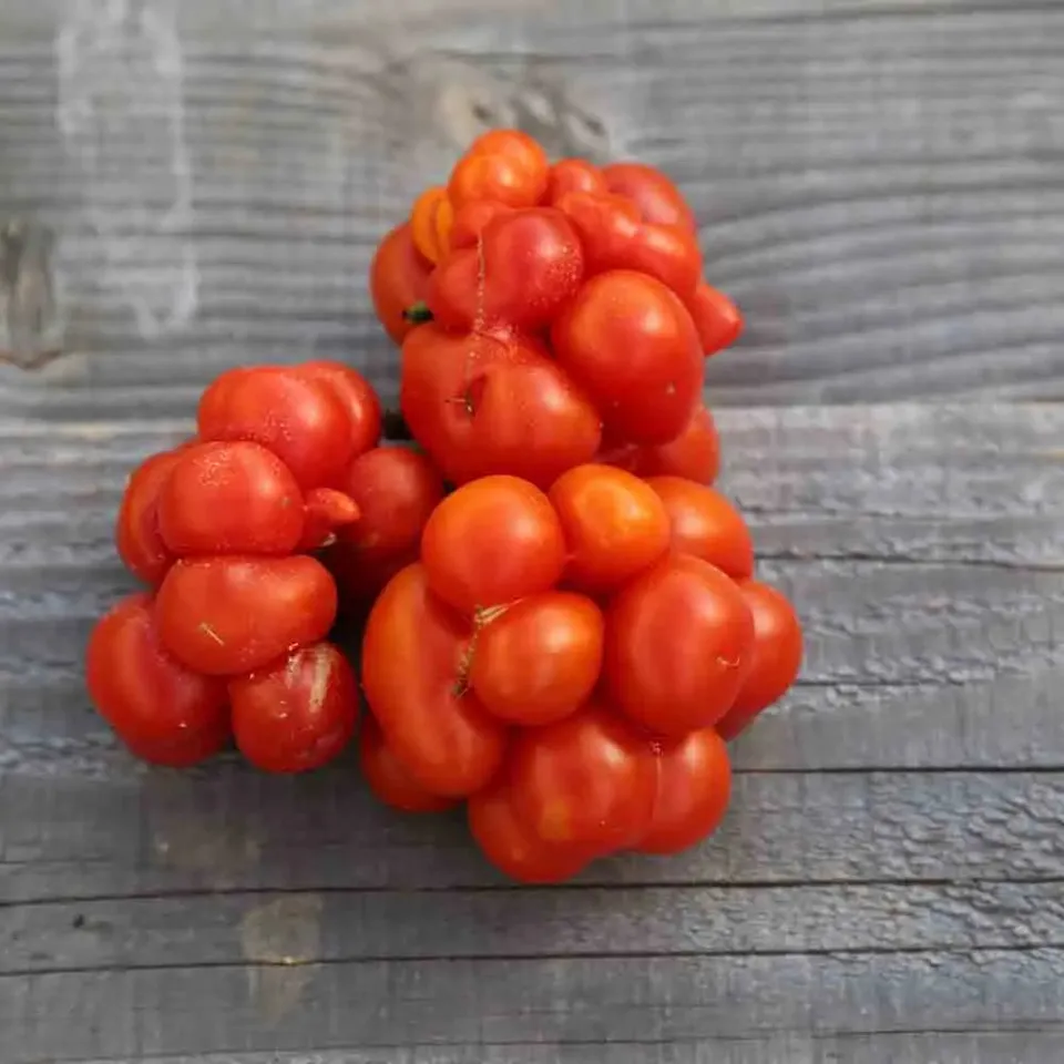 ferme-de-sainte-marthe-voyage-graines-tomate-bio-lobes-100g image 1