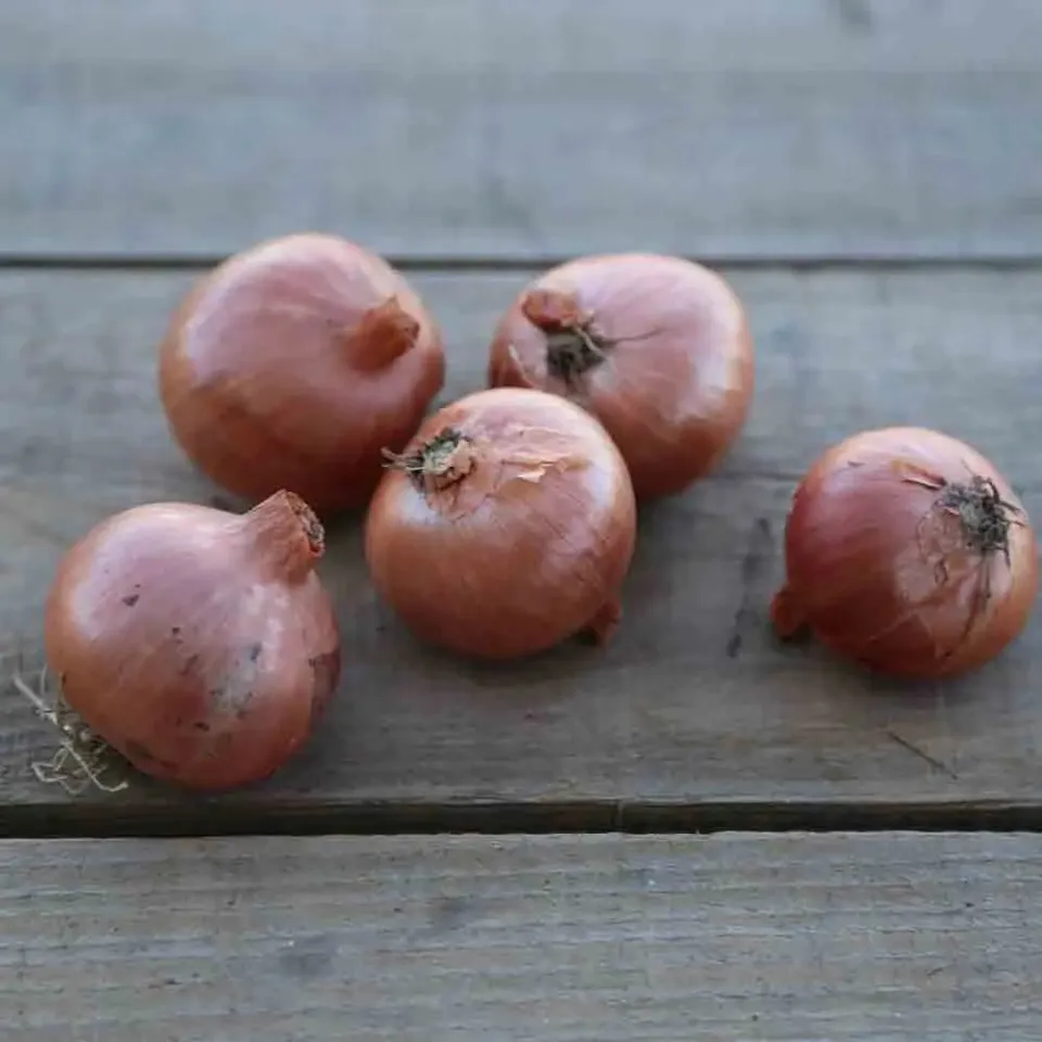 ferme-sainte-marthe-oignon-patate-bulbilles-bio-planter image 1