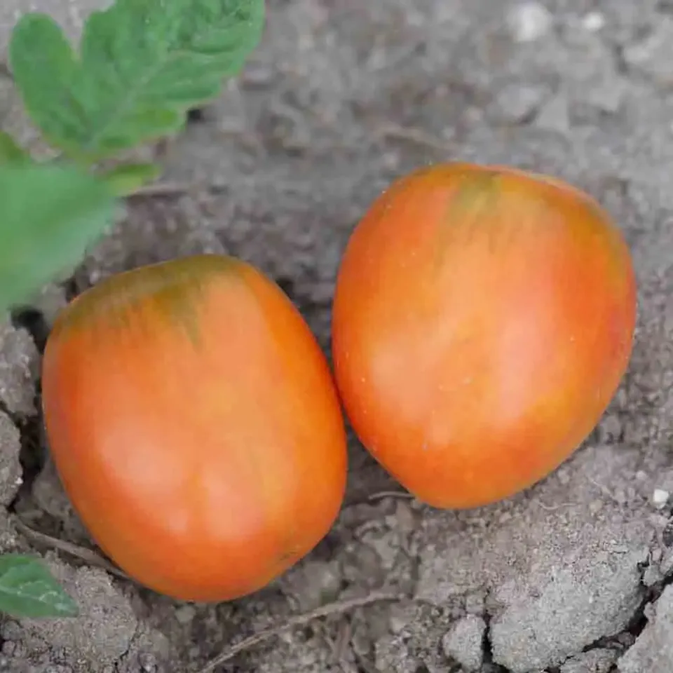 ferme-de-sainte-marthe-tomate-madagascar-graines-potag-res-bio image 1