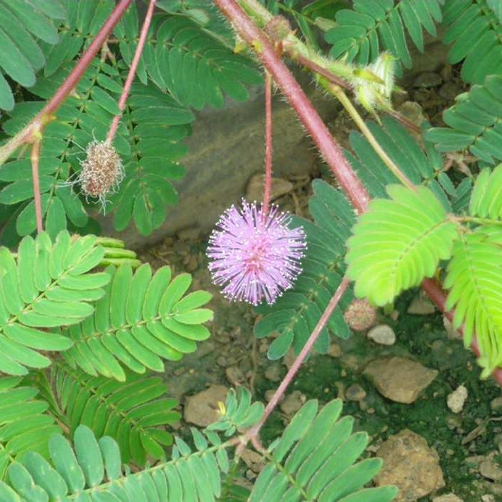 la-bo-te-graines-mimosa-pudica-graines-fleurs-bio-pot image 6