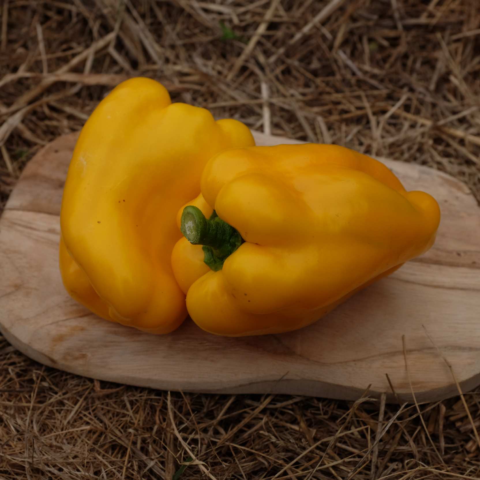 la-bo-te-graines-graines-l-gumes-poivron-quadrato-d-asti-giallo-bio image 1
