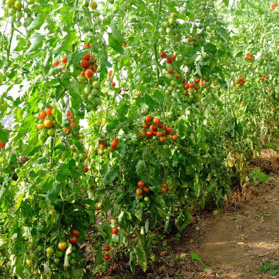 la-bo-te-graines-tomate-cerise-graines-l-gumes-bio-mi-pr-coce image 3