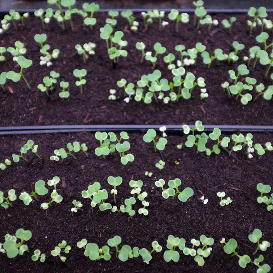 la-bo-te-graines-graines-l-gumes-chou-pak-cho-ta-sa-bio-rosette image 2