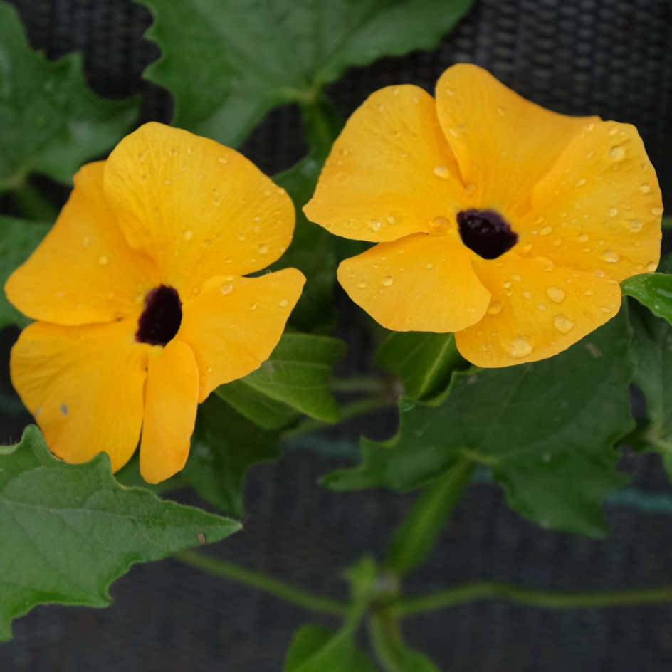 la-bo-te-graines-suzanne-aux-yeux-noirs-graines-fleurs-orange-bio image 2