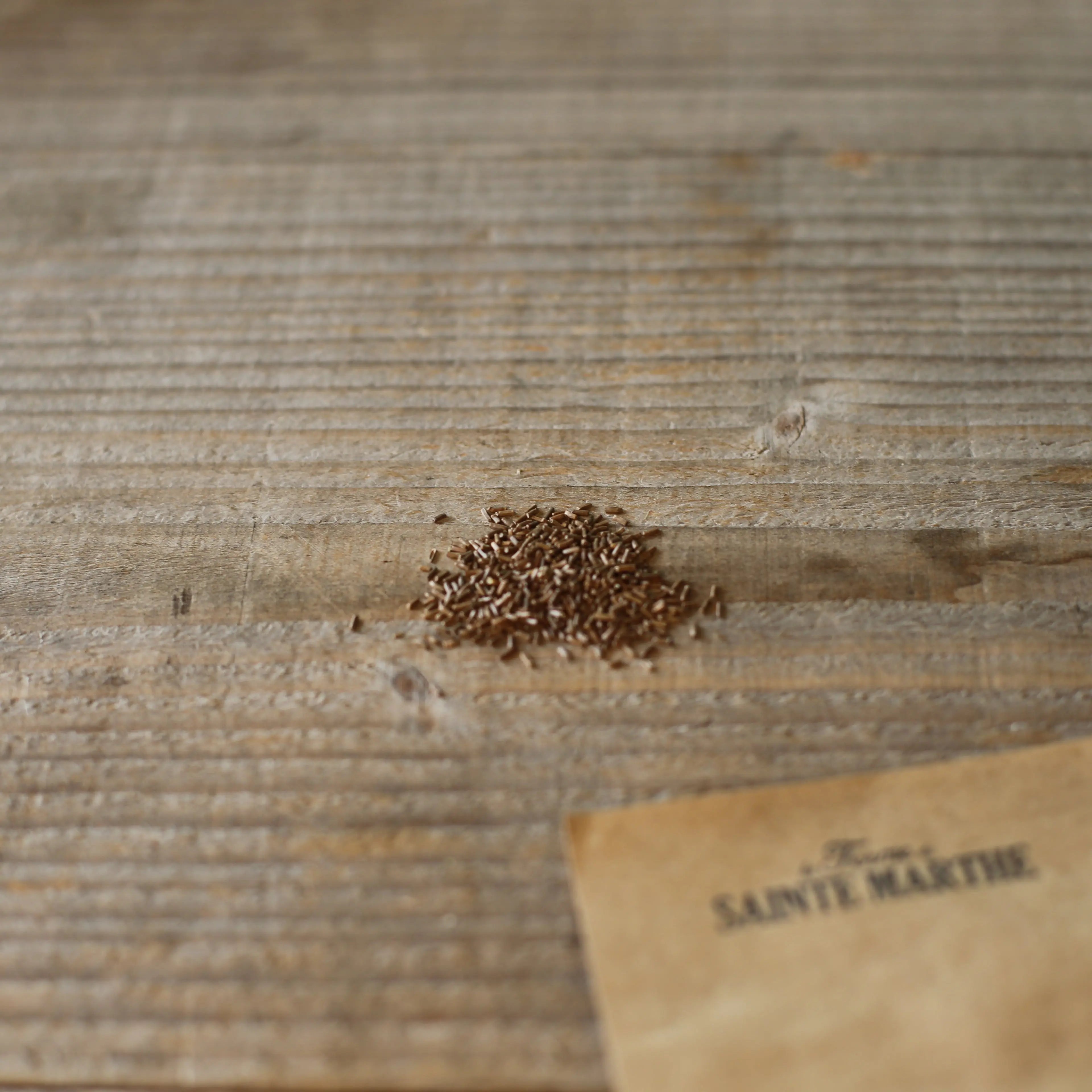 ferme-de-sainte-marthe-fireball-graines-immortelle-s-cher-bio image 2