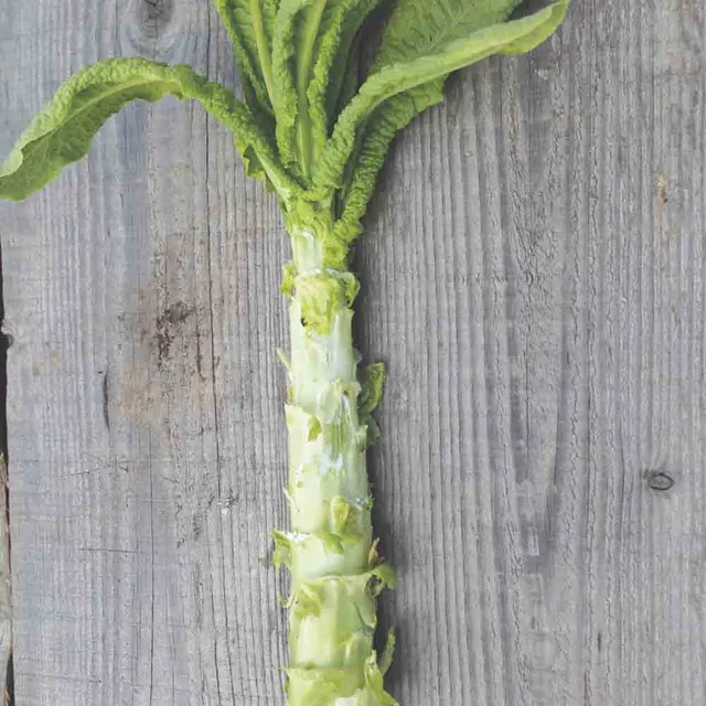 ferme-de-sainte-marthe-laitue-celtuce-asperge-graines-bio-sachet image 1