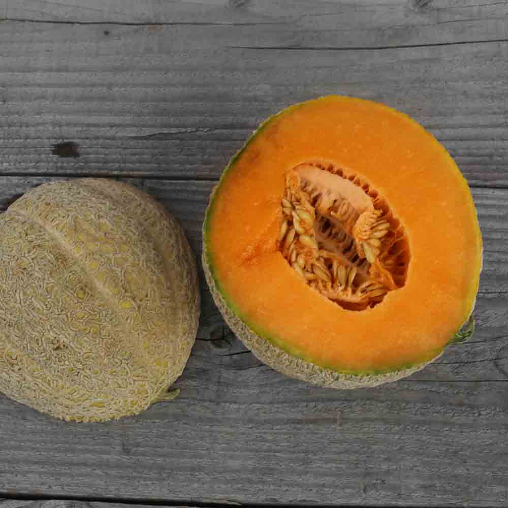 ferme-de-sainte-marthe-pride-of-wisconsin-graines-melon-bio-sucr image 1