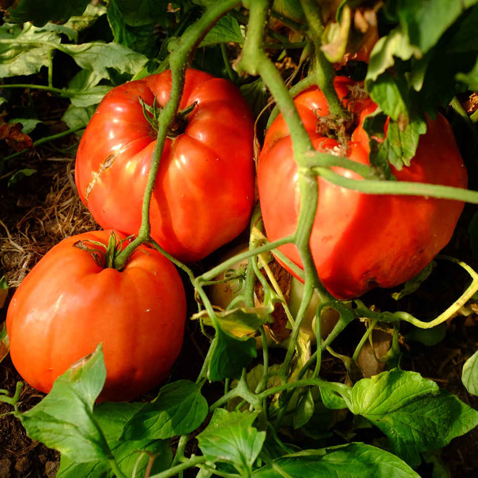 la-bo-te-graines-beefsteak-graines-tomate-bio-gros-fruit image 2