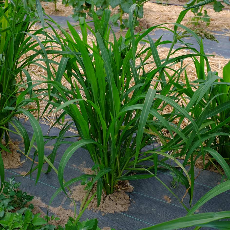 la-bo-te-graines-millet-japonais-graines-c-r-ale-bio-sans-gluten image 2