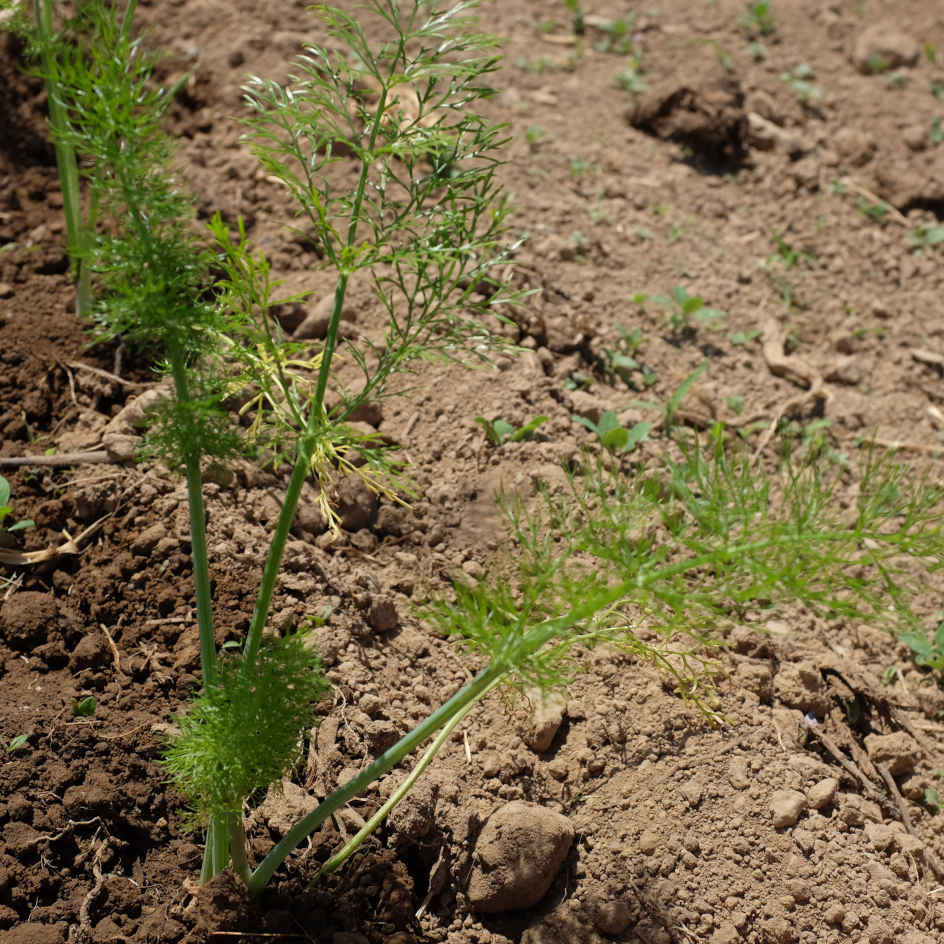 la-bo-te-graines-fenouil-finale-graines-l-gumes-bio image 4