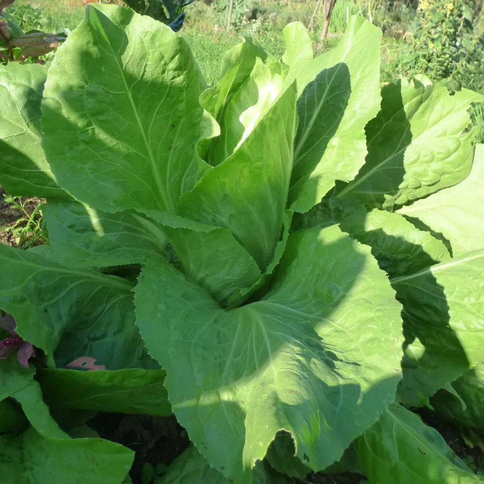 les-semences-de-l-ombelle-chicor-e-pain-de-sucre-graines-bio image 1