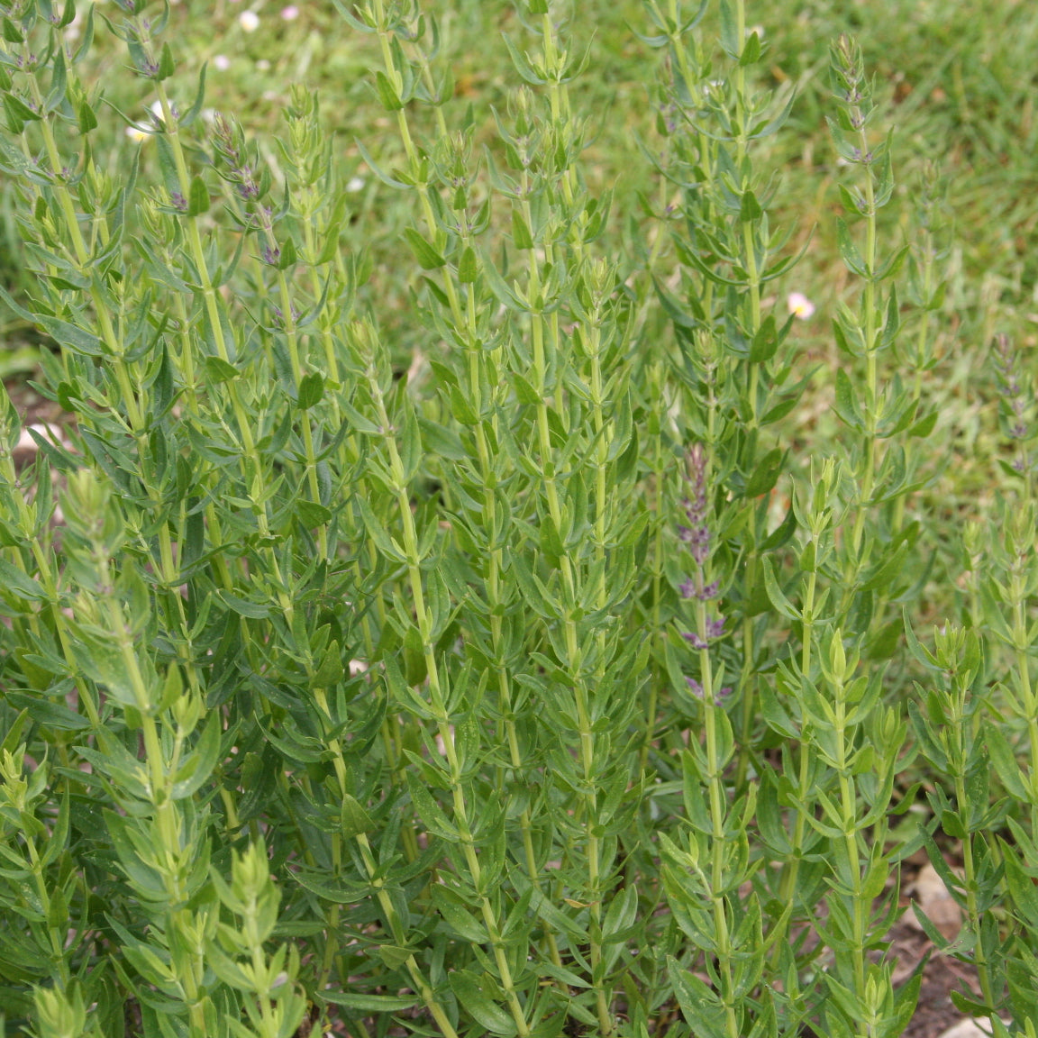 ferme-sainte-marthe-hysope-graines-aromatiques-bio-vivace image 3
