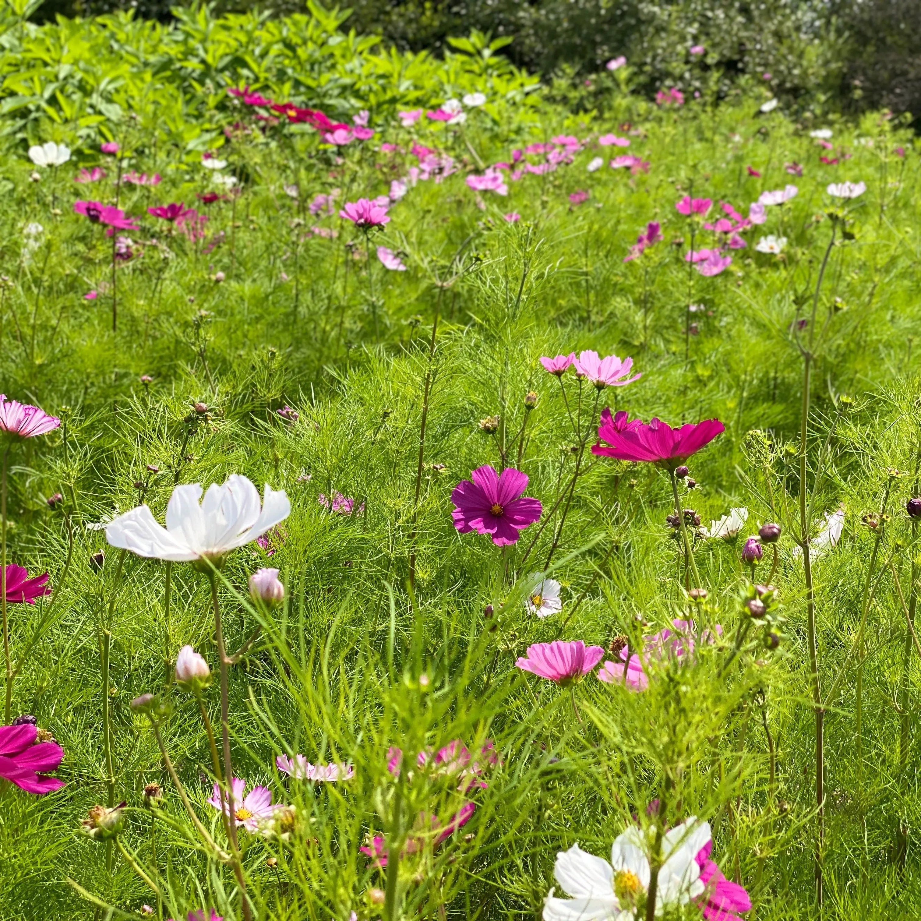 ferme-de-sainte-marthe-cosmos-sensation-graines-fleurs-bio-vari image 1