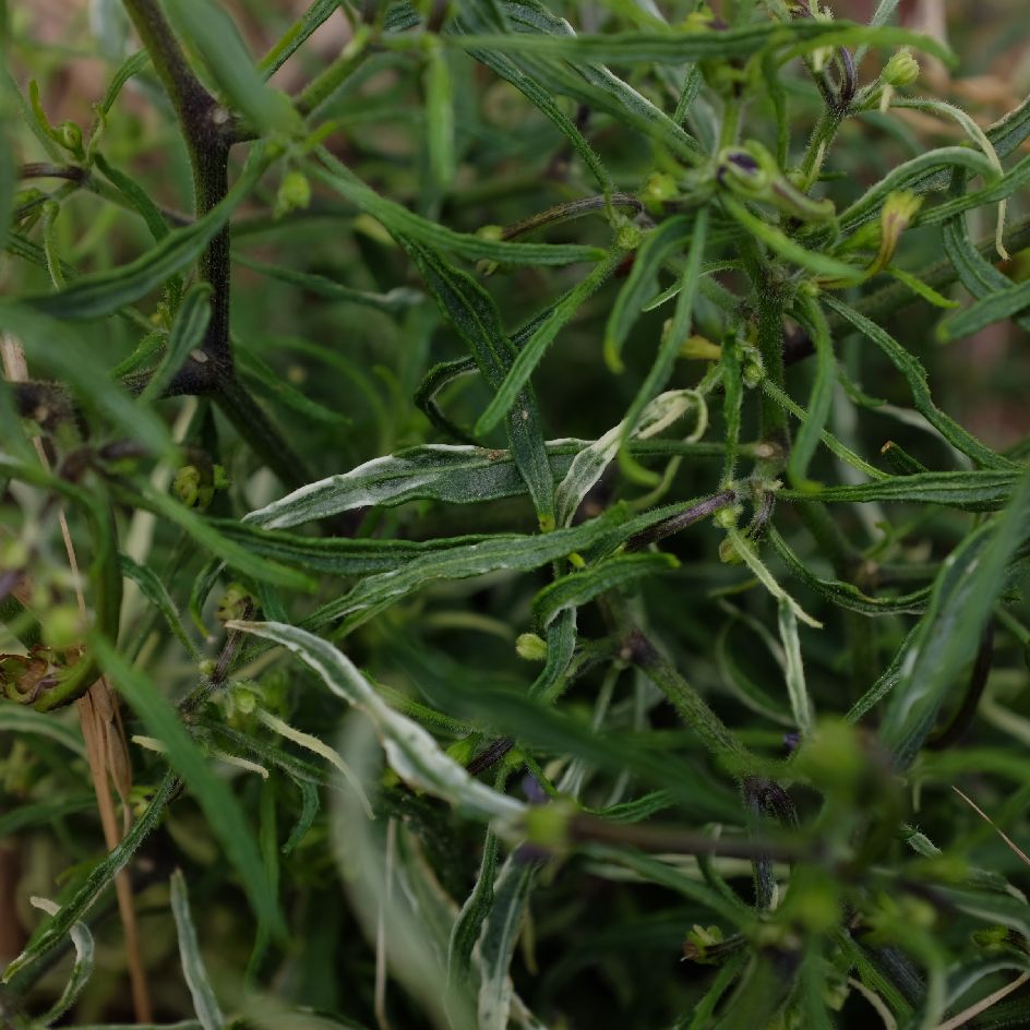 la-bo-te-graines-piment-mutant-variegata-bio-graines-l-gumes image 2