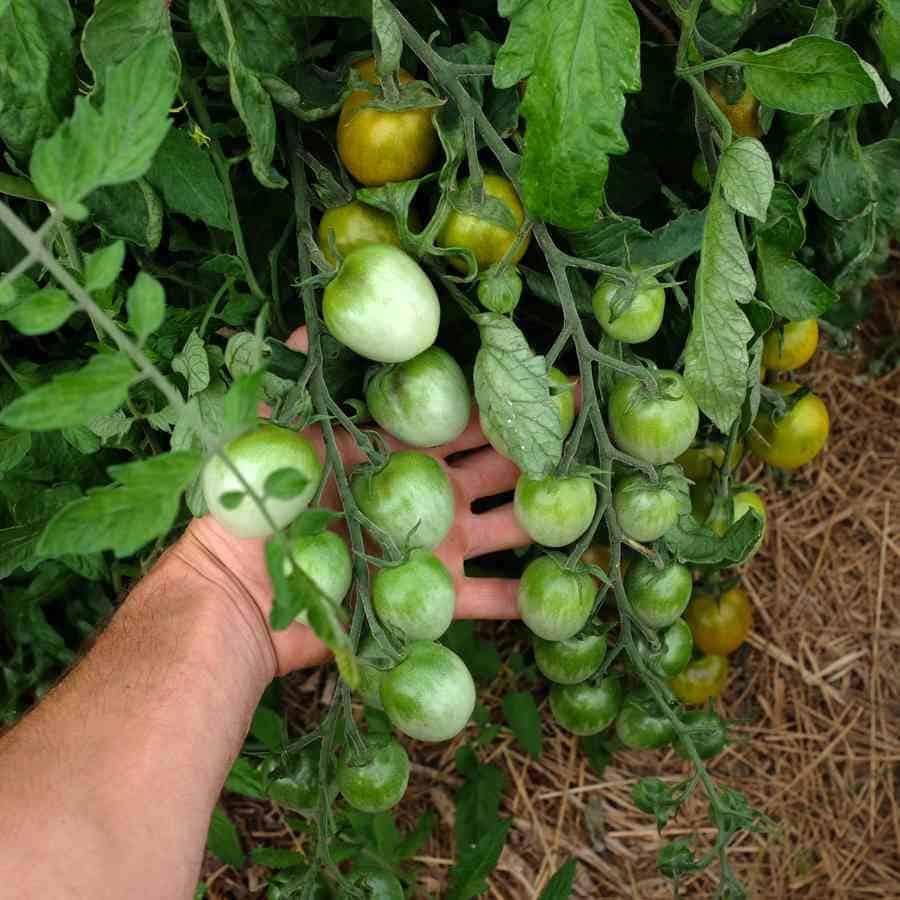 la-bo-te-graines-tomate-raisin-vert-bio-graines-cerise-sucr-e image 2