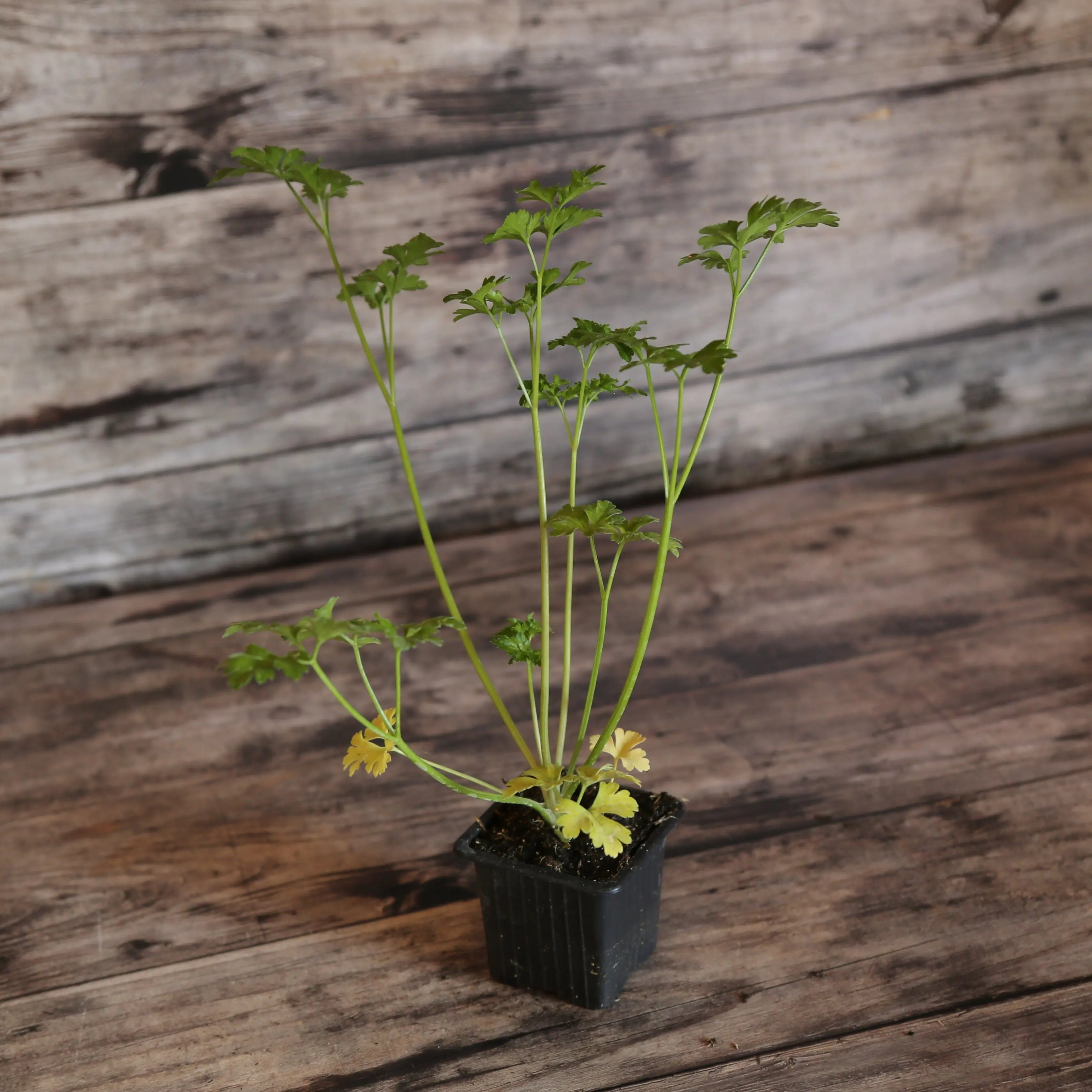ferme-de-sainte-marthe-persil-fris-plant-aromatique-bio-vert image 1