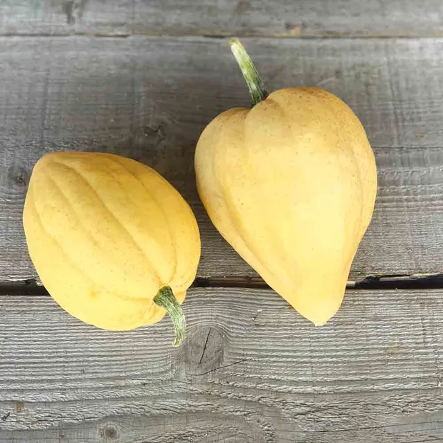 ferme-de-sainte-marthe-thelma-sanders-courge-acorn-bio image 1