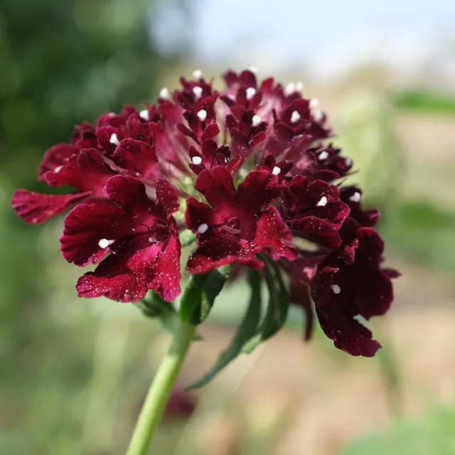 la-bo-te-graines-graines-fleurs-scabieuse-black-night-bio-graines image 1