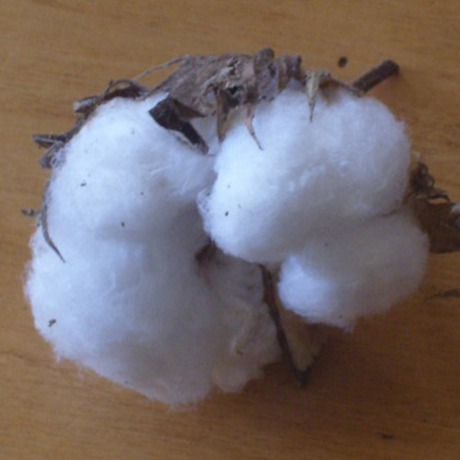 la-bo-te-graines-graines-fleurs-coton-blanc-bio-ornemental image 1