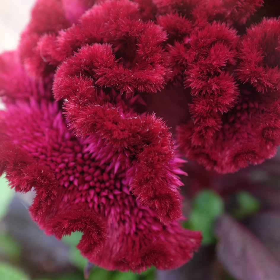 la-bo-te-graines-c-losie-dracula-graines-fleurs-bio-violet image 2