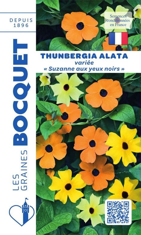 graines-bocquet-thunbergia-alata-suzanne-yeux-noirs-fleurs-1-g image 1