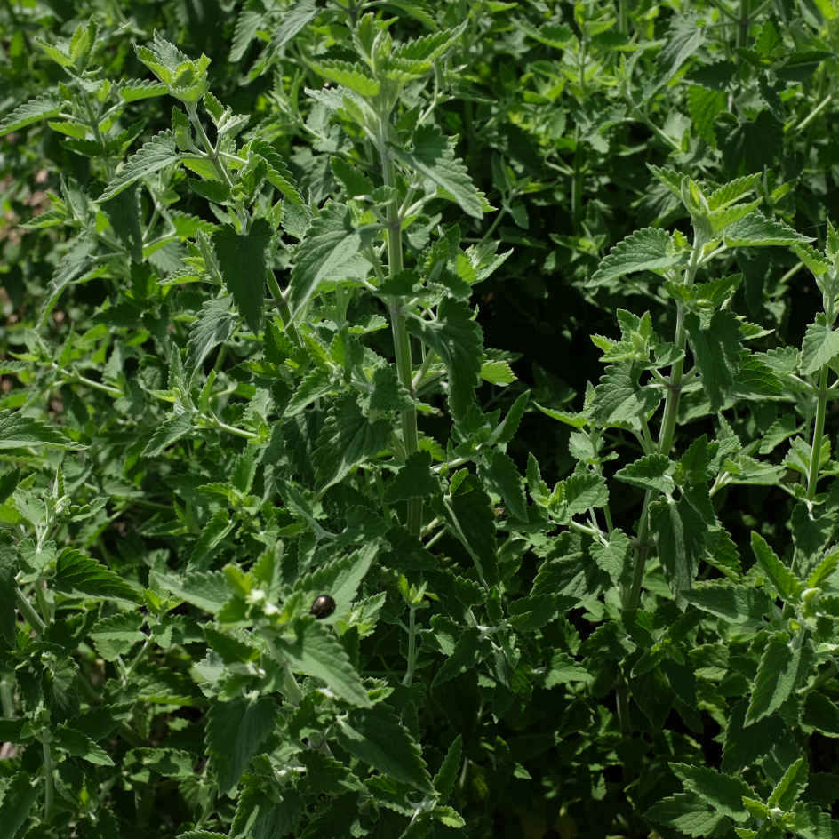 la-bo-te-graines-herbe-chat-citron-graines-fleurs-bio image 3