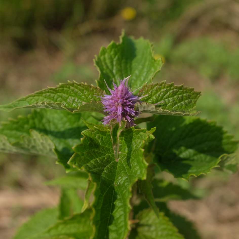 la-bo-te-graines-agastache-foeniculum-bio-graines-aromatiques image 3