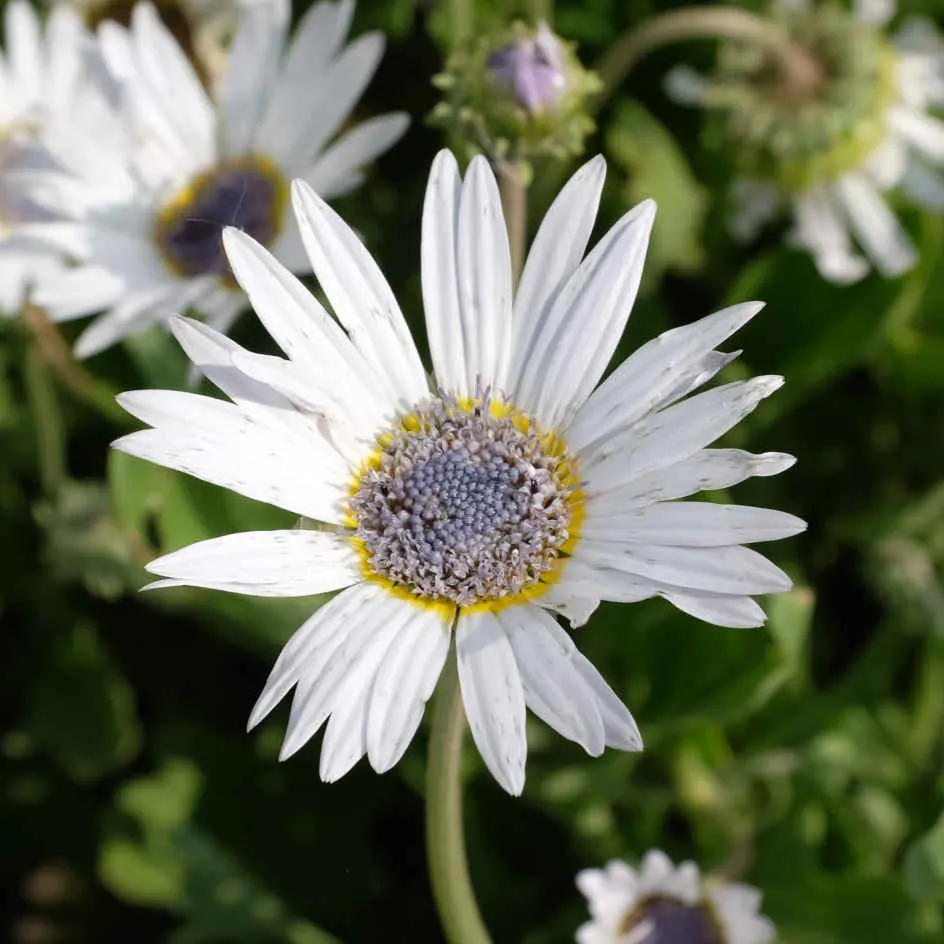 la-bo-te-graines-marguerite-africaine-bio-graines-fleurs-blanche image 1