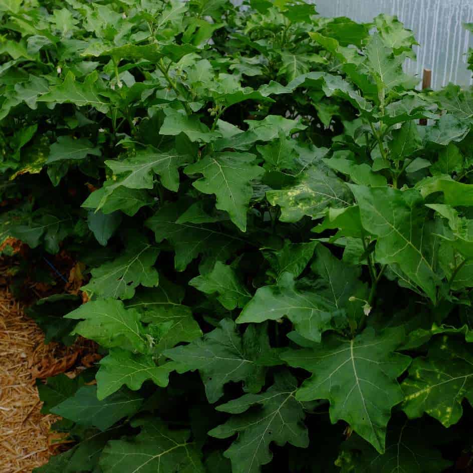 la-bo-te-graines-aubergine-goyo-kumba-graines-bio-africaine image 3