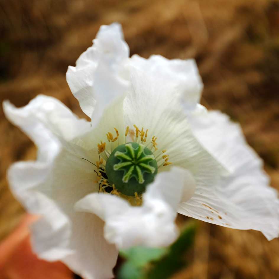 la-bo-te-graines-pavot-peshawar-bio-graines-fleurs-blanches image 3