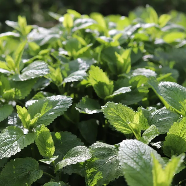 les-semences-de-l-ombelle-m-lisse-officinale-bio-graines-aromatiques image 1