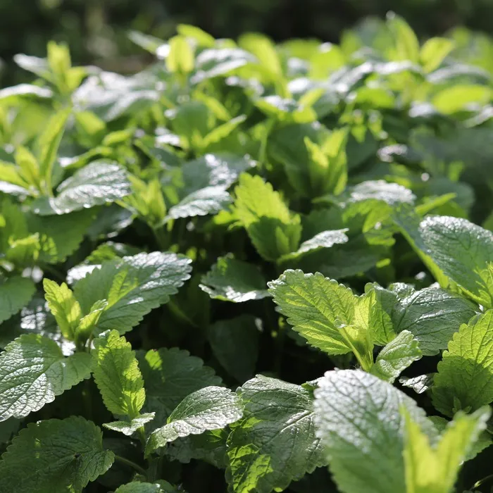 les-semences-de-l-ombelle-m-lisse-officinale-bio-graines-aromatiques image 1