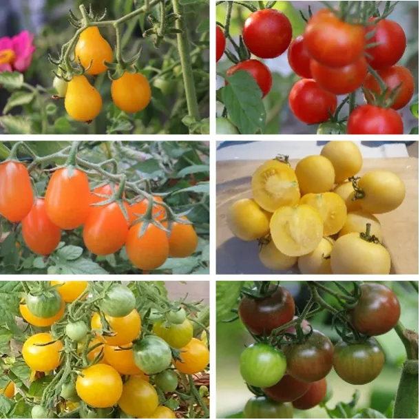 les-semences-de-l-ombelle-tomate-cerise-m-lange-bio-graines image 1