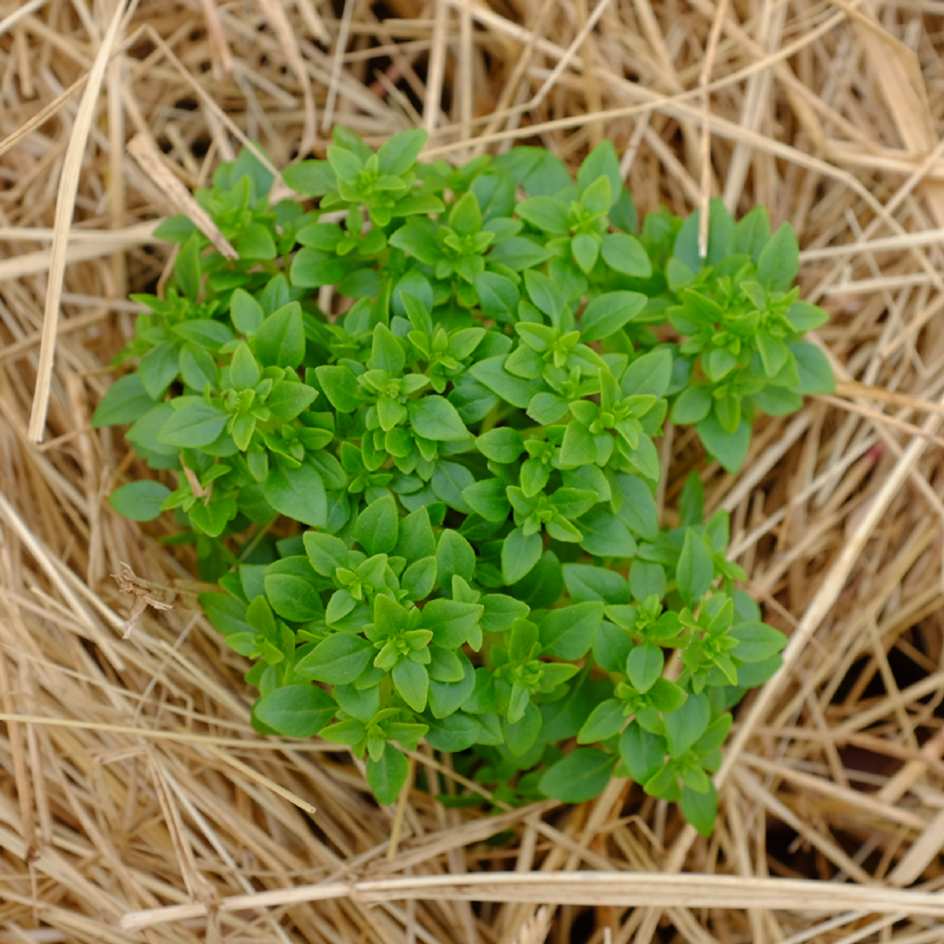la-bo-te-graines-basilic-aristotle-graines-aromatiques-bio-pot image 5