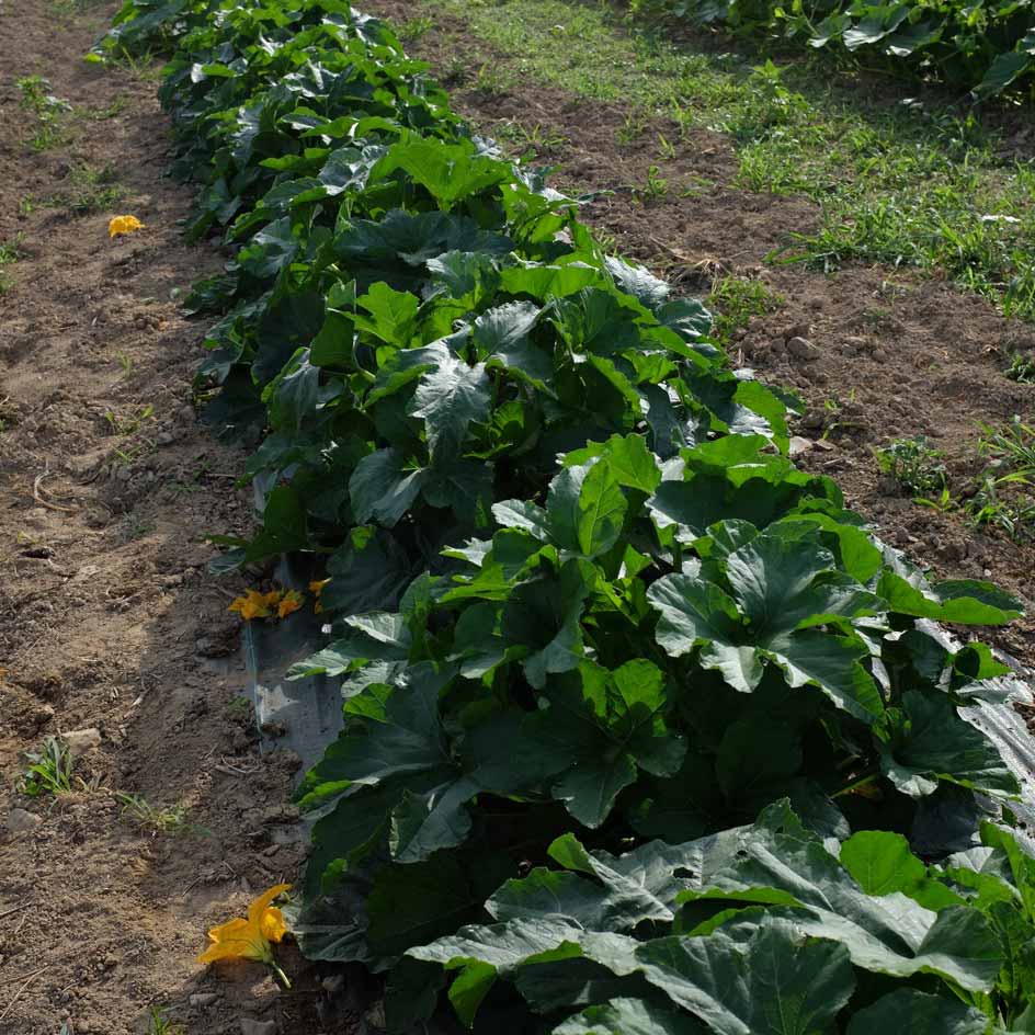 la-bo-te-graines-courge-delicata-bio-graines-l-gumes-sucr-e image 2